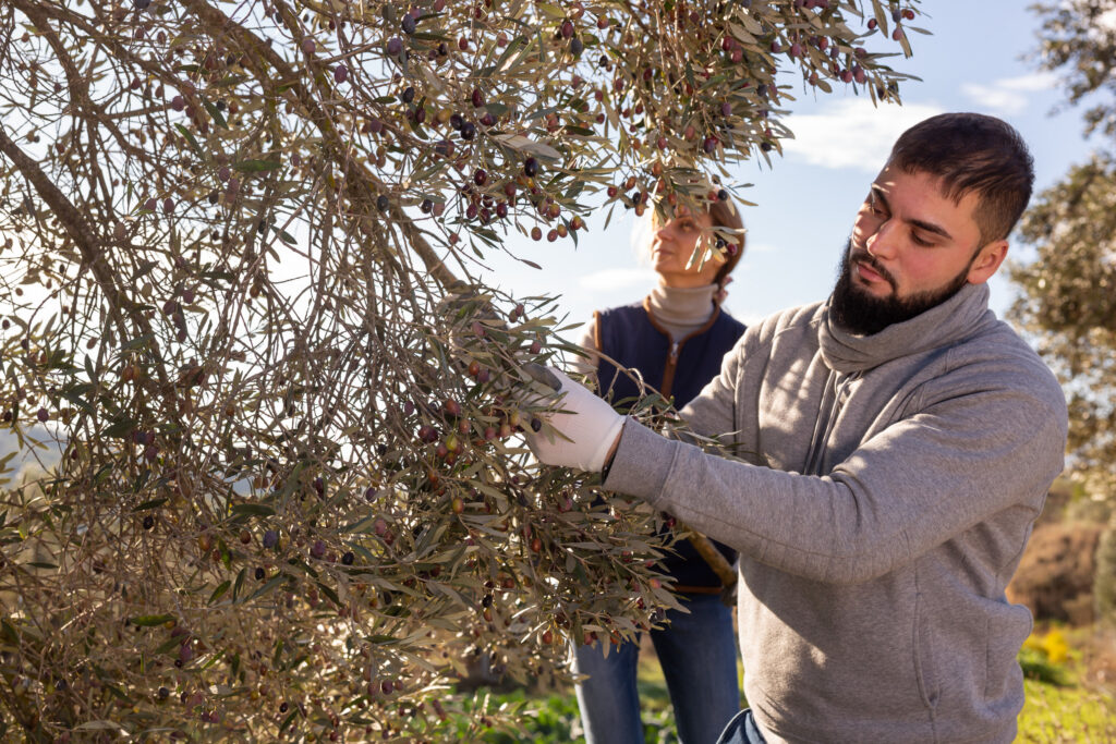 tailler un olivier