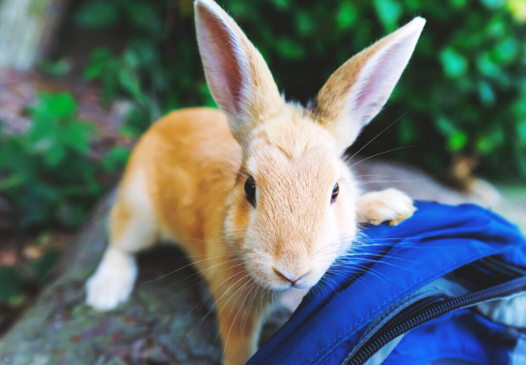 Combien de temps vit un lapin